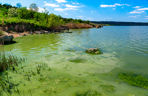 Eutrophication of the Khadzhibey estuary, blooms in the water of the blue-green algae Microcystis aeruginosa and the mass development of the green algae Enteromorpha sp.
