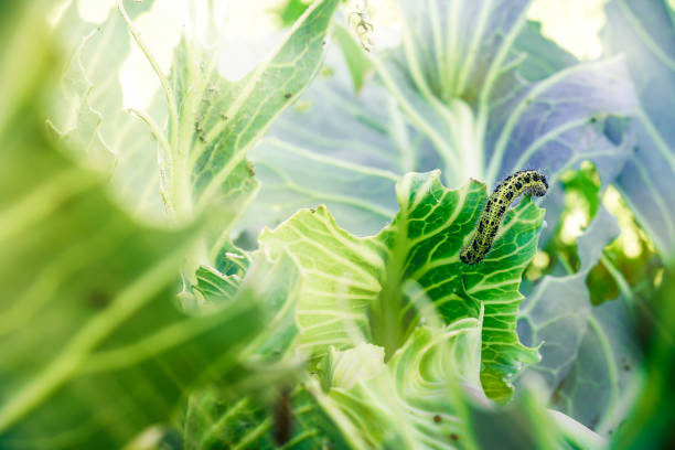istock A caterpillar eats a cabbage leaf. Damaged cabbage leaves. Pest in the garden. Spoiled harvest. Shallow depth of field, focus on the caterpilla.. 1929942731