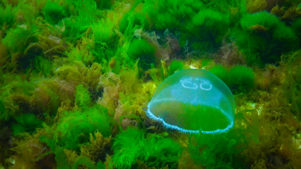 istock Moon jelly Aurelia aurita (moon jellyfish, common jellyfish) 1929943280