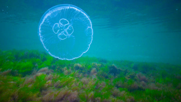 istock Moon jelly Aurelia aurita (moon jellyfish, common jellyfish) 1929943285