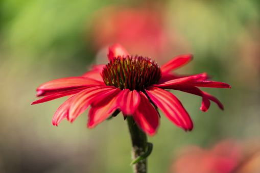 Red Echinacea or Coneflower on a blurry red and green grass background.
