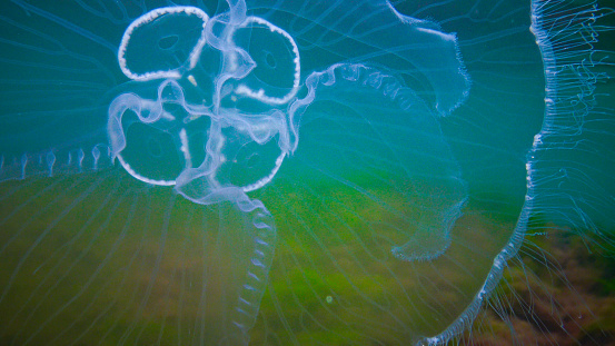 Moon jelly Aurelia aurita (moon jellyfish, common jellyfish), jellyfish against the background of green and red algae in the Black Sea