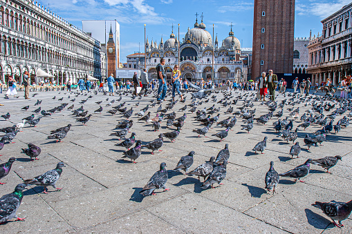 Venice, Italy - September 25, 2005: people enjoy the San Marco square in venice with many doves at the floor waiting for being feeded.