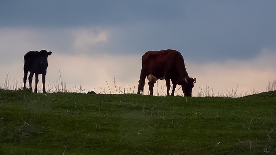 Silhouette of a grazing cow with a calf against the evening sky