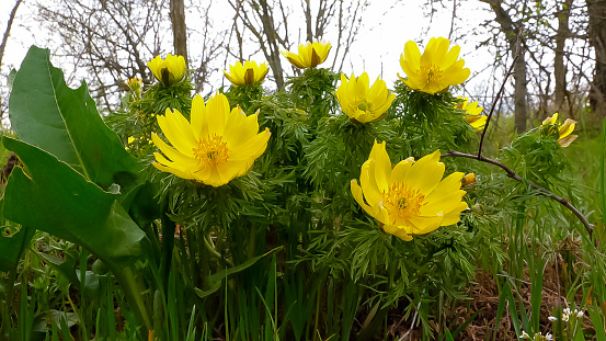 Red Book of Ukraine. Adonis vernalis - spring pheasant's, yellow pheasant's eye, disappearing early blooming in spring among the grass in the wild