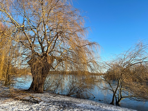 Snowy wintry landscape in the city park of Kampen, The Netherlands . The city park during a beautiful winter day with snow on the trees and plants. The park is just outside of the ancient city centre of Kampen, a Hanseatic League city.