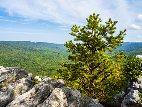 A lone pine stands sentinel against the sprawling Appalachian Mountains, Tibbet Knob, Virginia. Rocks bask in the afternoon sun, hinting at ancient stories whispered on the wind.
