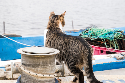 Female street cat on sea fishing boats dock