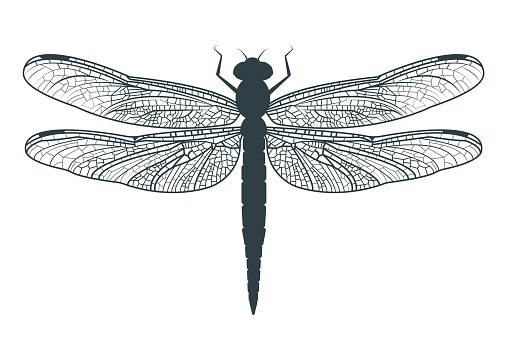 Silhouette of a dragonfly with transparent detailed wings. Outline delicate wings of dragonfly insect. Isolated element.