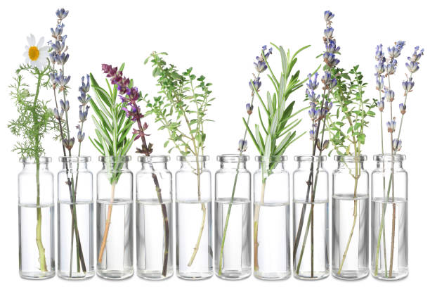 istock Set of different essential oils with herbs isolated on white 1929966914
