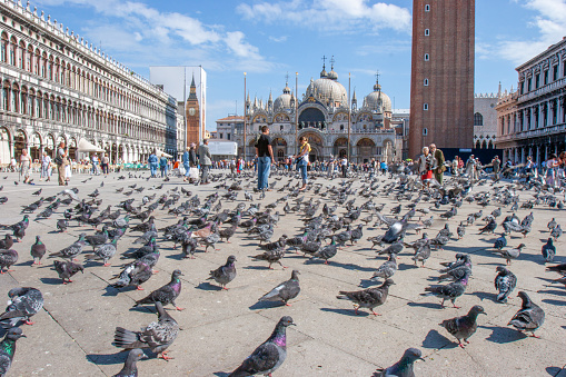 Venice, Italy - September 25, 2005: people enjoy the San Marco square in venice with many dowes at the floor waiting for being feeded.
