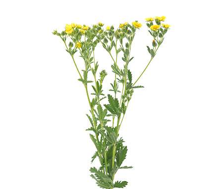 Yellow flowers of wild Sulphur cinquefoil plant isolated on white, Potentilla recta, wild medicinal flower