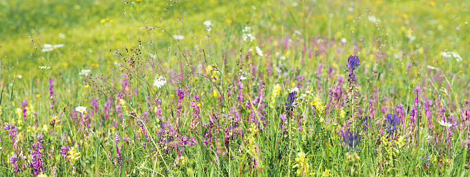 Heather in bloom in the hills of Scotland's Highlands.