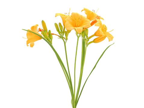 Yellow flowers of Reblooming daylily isolated on white, floral card