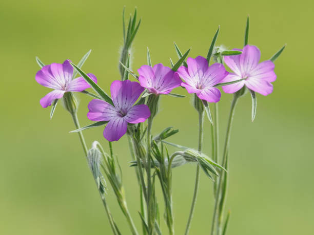 corn cockle plant with pink flower, agrostemma githago - mandioquinha fotos - fotografias e filmes do acervo