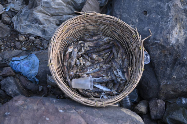 istock Rotten fish in basket and plastic bottle 1930007525