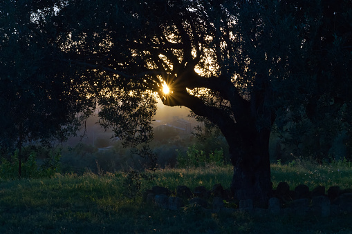 Sun shining through the branches of an olive tree