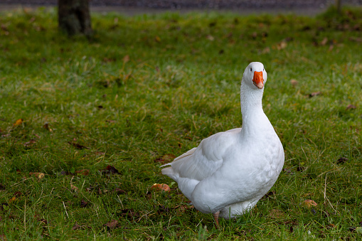 White goose (anser anser domesticus)