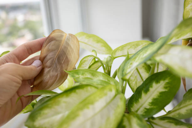 istock Woman's hand checking brown leaf of the plant. 1930042198