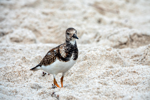 They are common birds along Central Florida's beaches during the cooler months of the year, usually near the water's edge.