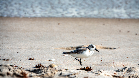 Lone Sanderling along the shore of a central Florida beach.  (non breeding adult)