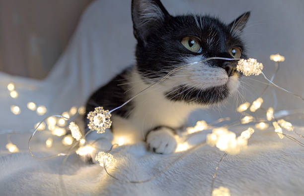 Focused Cat focused on the lights cat sniff stock pictures, royalty-free photos & images
