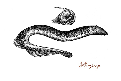 vintage engraving of lamprey jawless invasive fish resembling a eel with a funnel-like sucking mouth. It feeds by boring into the flesh of other fish to suck their blood. Lampreys were higly appreciated as food by the ancient Romans and in Middle Ages.