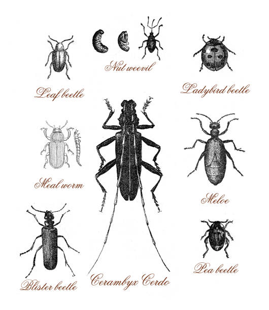 illustrations, cliparts, dessins animés et icônes de vintage illustration table  with different kind of beetles - ladybug insect leaf beetle