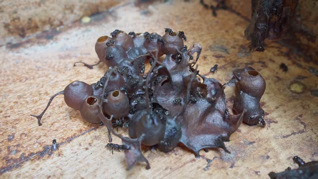 Stingless Bees Building Natural Hive with Propolis