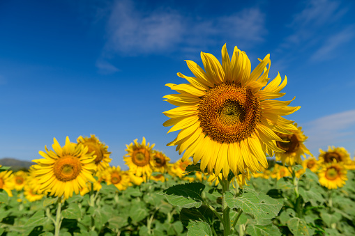 Beautiful sunflower blooming in sunflower field with blue sky background. Lop buri Thailand