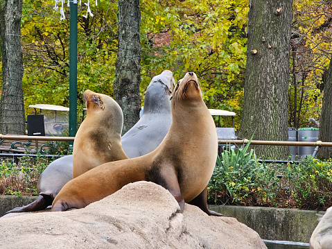A trip of sea lions posing together with their heads in the air on top of a large rock.
