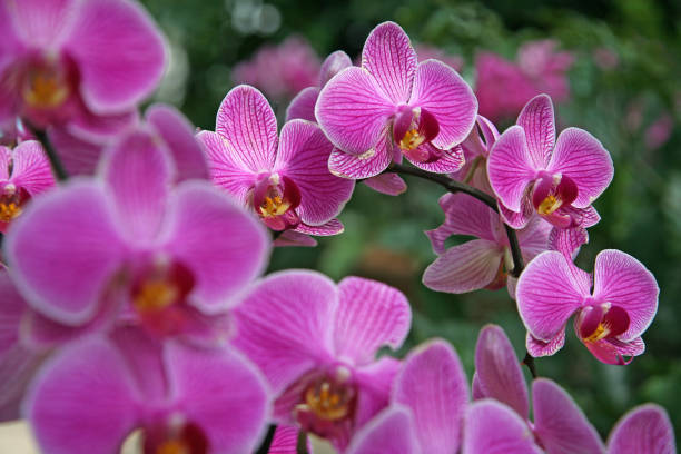 istock Bright pink veined Phalaenopsis, moth orchid in flower. 1930121930