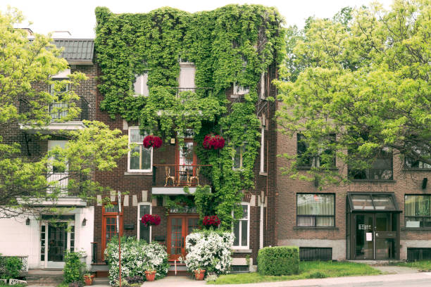 House covered with plants