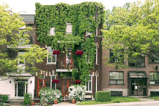 Green facade of a house covered with ivy, trees and flowers