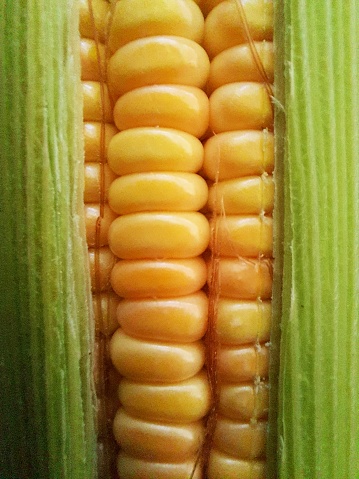 Corn with green leaves.