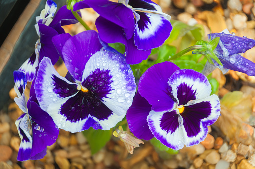 Beautiful mix pansy viola flower in tricolor, white, yellow and violet or purple growing in blue pot on White background and clipping path.  Idea plant to put in garden or balcony ,