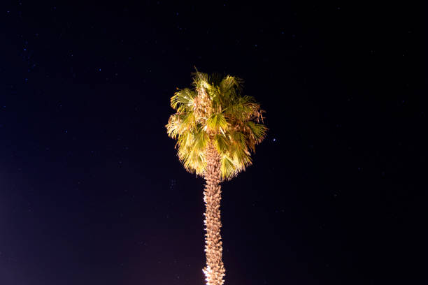 Picture of a palm tree against a stunning starry sky