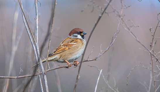 Group of sparrows sitting together, House sparrow or Passer domesticus. It is a bird of the sparrow family Passeridae.