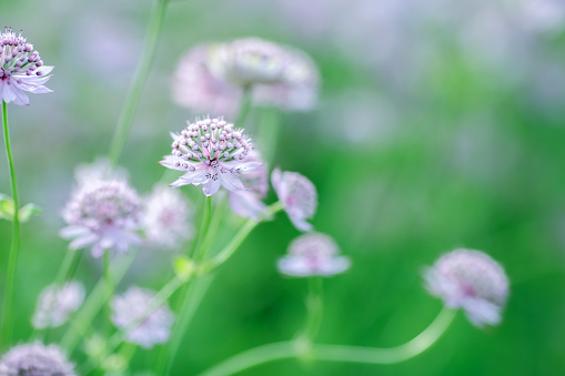 Astrantia major, the great masterwort, is a species of flowering plant in the family Apiaceae.