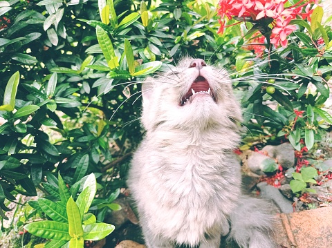 Cat Yawning Near Flowers