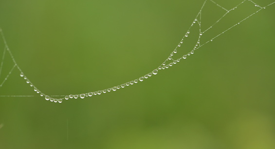 Close-up of drops of morning dew on a spider web in the early morning sun, natural abstract background.