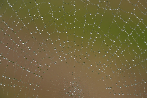 Close-up of a spider web with dew drops against the morning sunlight.