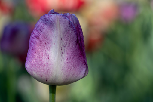 Purple and white Tulip on a blurry colourful background.