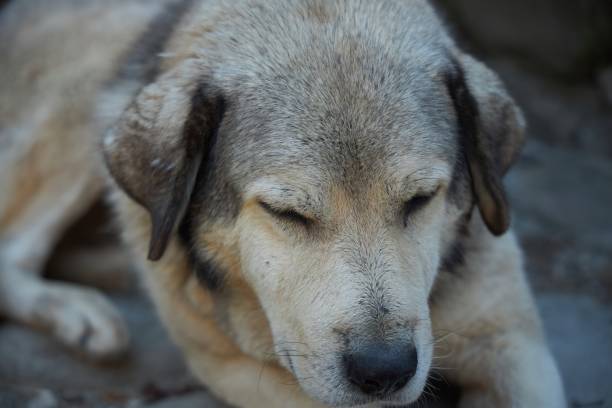A big street stray dog is sleeping. Wild dogs