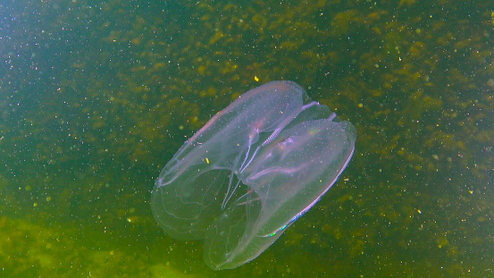 Ctenophores, comb invader to the Black Sea, jellyfish Mnemiopsis leidy. Black Sea