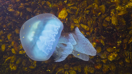 Ugly jellyfish. Close-up of the tentacles. Floating in the thickness (Rhizostoma pulmo), commonly known as the barrel jellyfish, frilly-mouthed jellyfish). Black Sea