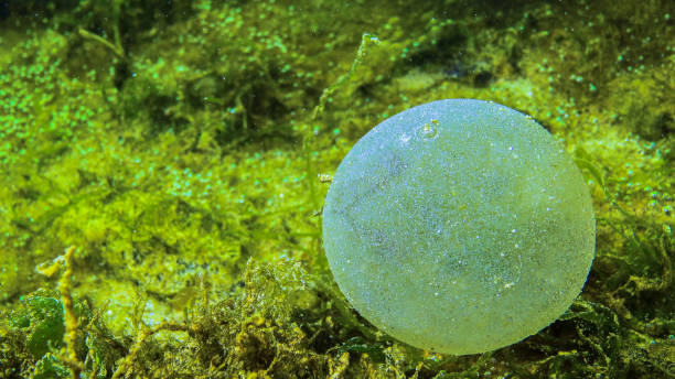 A slimy ball with eggs of the polychaete sea worm