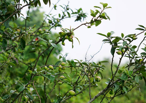 istock Docynia indica tree branches with unripe fruits 1930234881