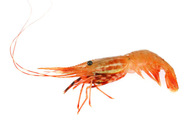 istock fresh raw red coral shrimp isolated on white background 1930239093