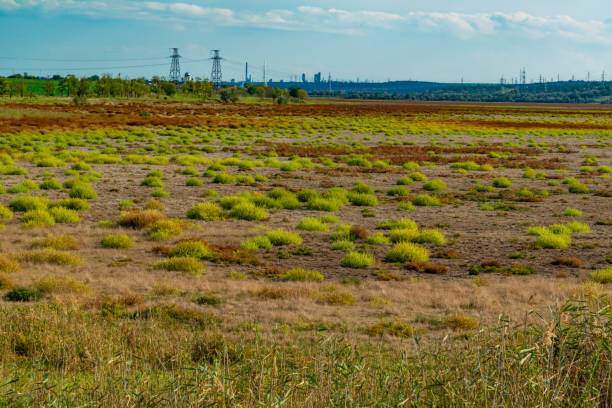 plantes de steppe globulaire dans la vallée sèche d’une petite rivière en automne, ukraine - globular photos et images de collection